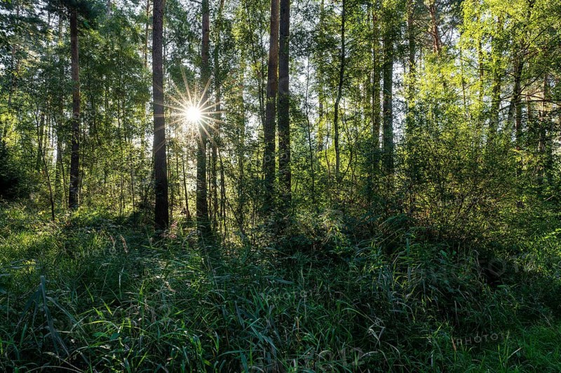 Mixed forest, Sonnenstern, Barnbruch Forest nature reserve, Lower Saxony, Germany, Europe