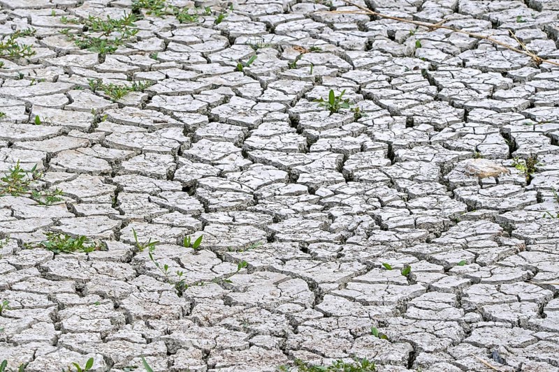 New shoots of plants in dry cracked clay mud in dried up lake bed caused by prolonged drought in summer in hot weather temperatures during heatwave