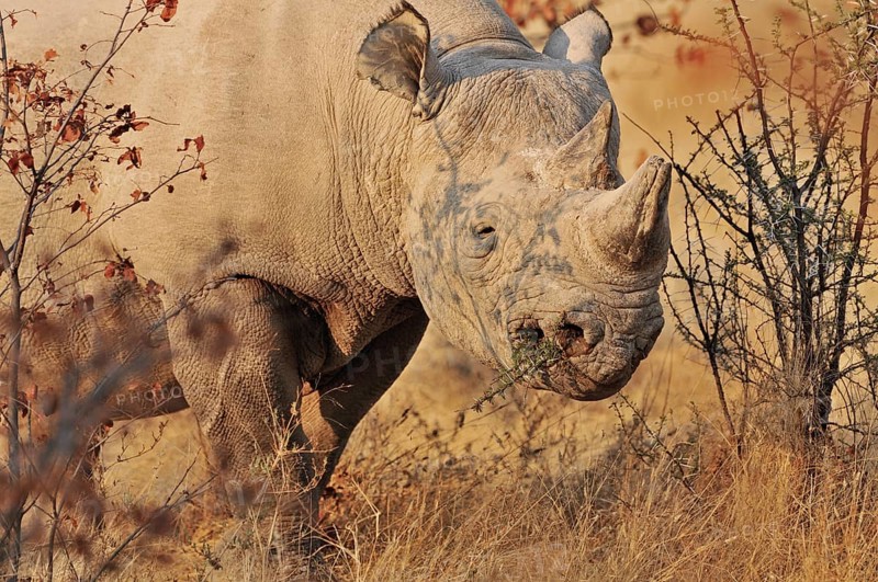 White Rhinoceros, Square-lipped rhinoceros (Ceratotherium simum) chewing branch of thorn-bush, Etosha National Park, Namibia, Africa