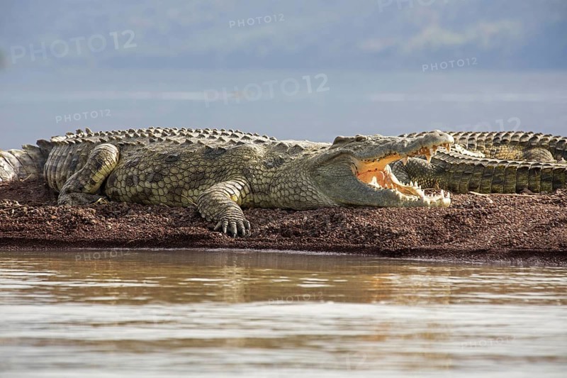 Nile crocodiles (Crocodylus niloticus) at Lake Chamo, Chamo Hayk in Southern Nations, Nationalities and Peoples' Region of southern Ethiopia