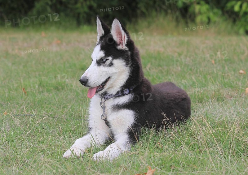Siberian Husky female (Canis lupus familaris), 5 months, lying on a meadow, North Rhine-Westphalia, Germany, Europe