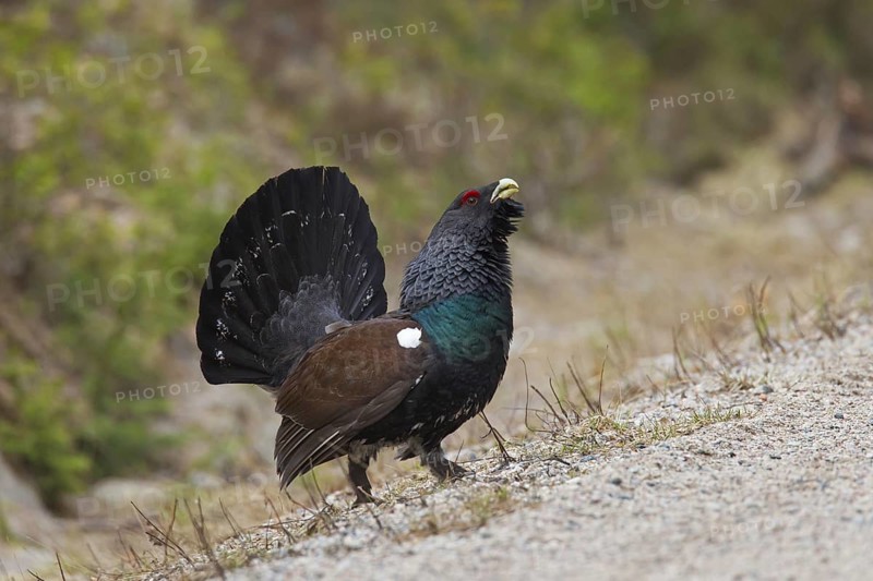 Western Capercaillie (Tetrao urogallus), Wood Grouse, Heather Cock showing courtship display on dirt road in spring
