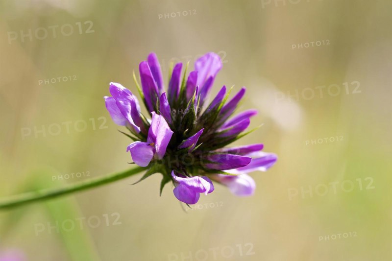 Common asp clover (Bituminaria bituminosa), macro, flower, Zingaro, National Park, Nature Reserve, Northwest, Sicily, Italy, Europe