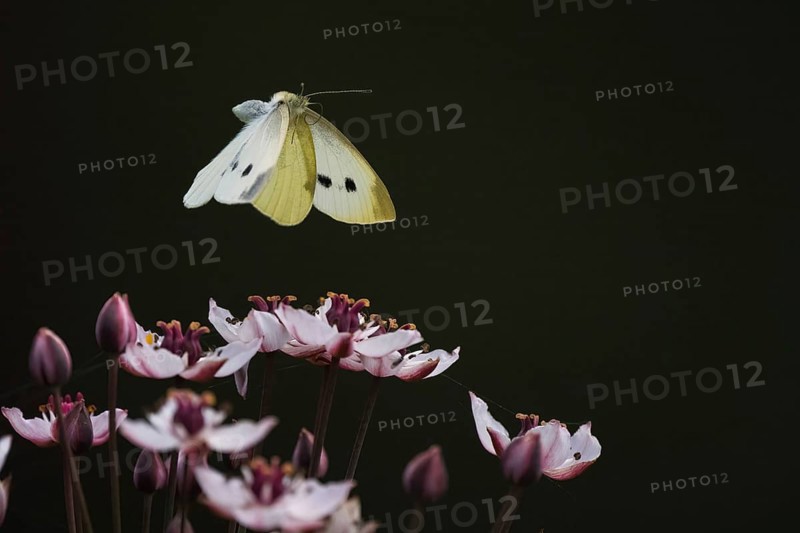 Small white (Pieris rapae) in flight over flowering rush (Butomus umbellatus), Hesse, Germany, Europe
