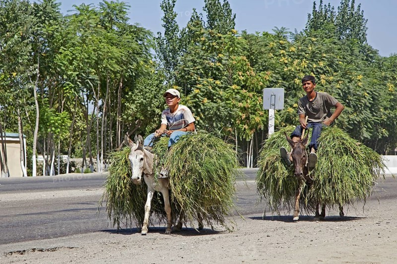 Two Uzbek boys riding donkeys loaded with grass along a mayor highway from Bukhara, Buxoro to Samarkand in Uzbekistan