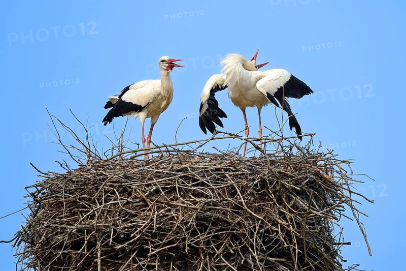 White storks (Ciconia ciconia), greeting at the nest, stork village Linum, Brandenburg, Germany, Europe