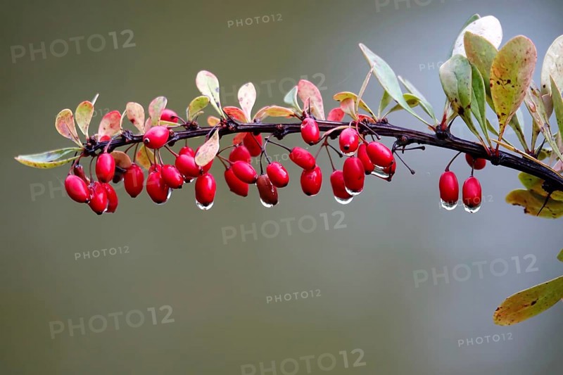 Autumn, After a rain, Barberry with water drops, Germany, Europe