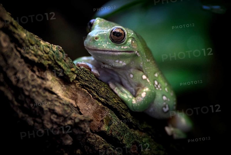 Australian green tree frog (Litoria caerules), sitting on branch, captive, Baden-Württemberg, Germany, Europe