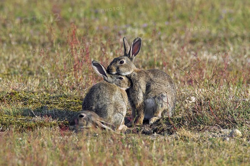 European rabbits (Oryctolagus cuniculus), common rabbit adult with two juveniles sitting in front of burrow, warren entrance in meadow