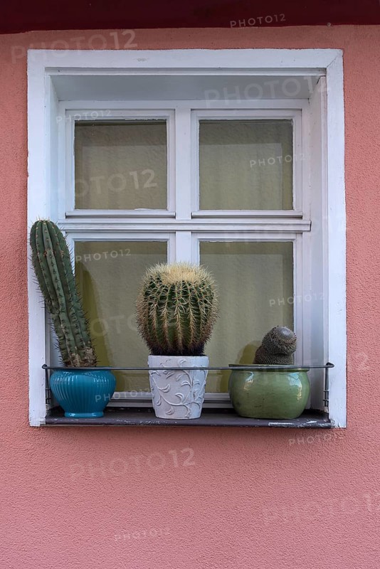 Cactus (Cactaceae) collection in front of a window of a residential building, Bavaria, Germany, Europe