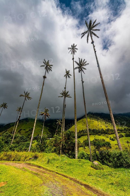 Wax palms largest palms in the world, Cocora valley, Unesco site coffee cultural landscape, Salento, Colombia, South America