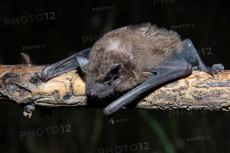 Greater evening bat (Nyctalus Abendsegler) juvenile on a branch, Brandenburg, Germany, Europe