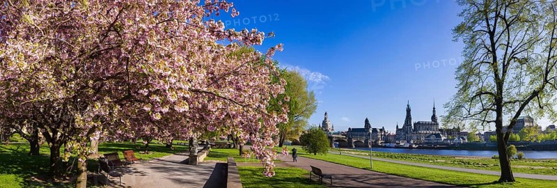 Spring on the Königsufer in Dresden