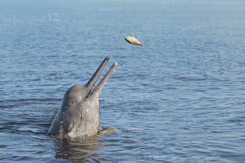 Hunting Amazon River Dolphin or Pink Amazon Dolphin (Inia geoffrensis), Rio Negro, Manaus, Amazonia State, Brazil, South America