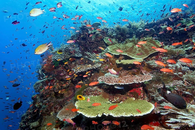 Sloping reef top, strong current, many different fish, corals and invertebrates, Great Barrier Reef, UNESCO World Heritage Site, Coral Sea, Coral Sea, Pacific Ocean, Cairns, Queensland, Australia, Oceania