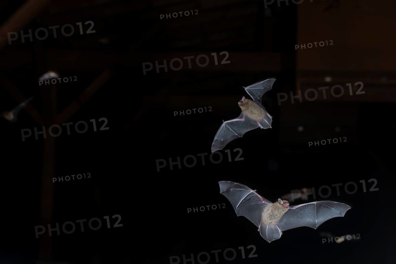 Common pipistrelle (Pipistrellus pipistrellus), swarming in the attic shortly in front of going out, Brandenburg, Germany, Europe