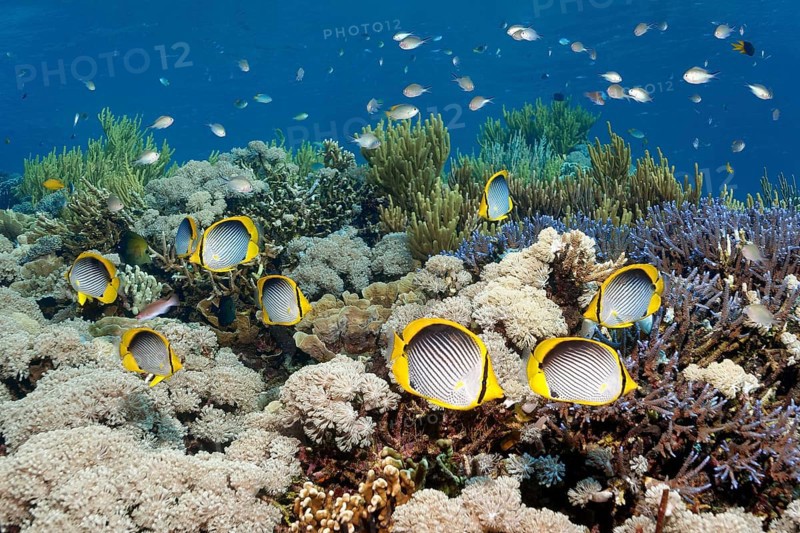 Shoal of blackback butterflyfish (Chaetodon melannotus) swimming over coral reef, Great Barrier Reef, UNESCO World Heritage Site, Coral Sea, Coral Sea, Pacific Ocean, Cairns, Queensland, Australia, Oceania