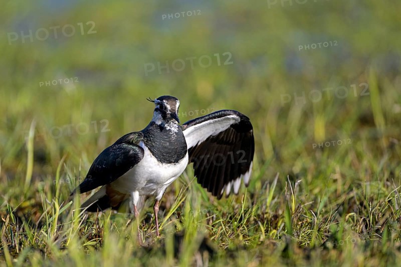 Northern lapwing (Vanellus vanellus), tempting, distracting an enemy from the nest, Dümmer, Lower Saxony, Germany, Europe