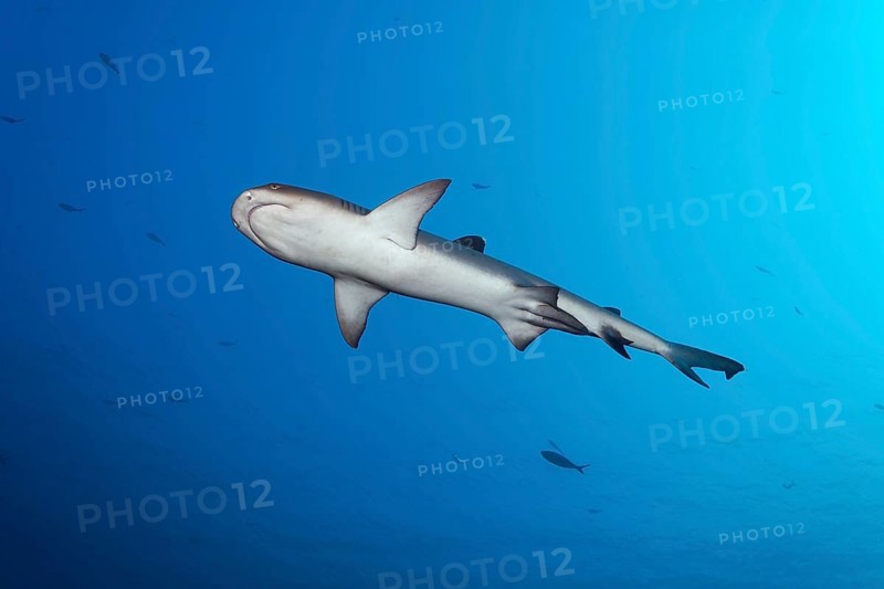 Whitetip reef shark (Triaenodon obesus) male, from below, sexual characteristic Klasper, swimming in blue water, Great Barrier Reef, UNESCO World Heritage Site, Coral Sea, Coral Sea, Pacific Ocean, Cairns, Queensland, Australia, Oceania