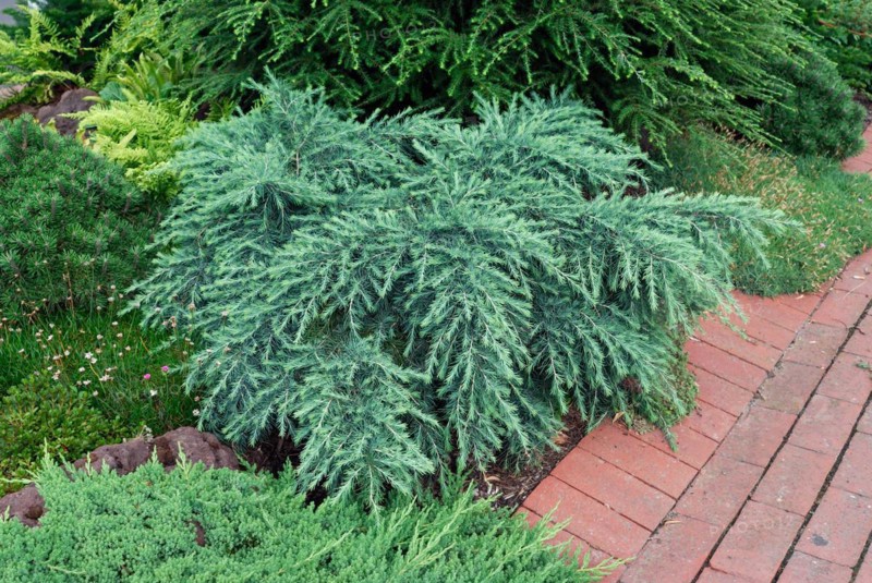 Cedrus deodara 'Feelin Blue'