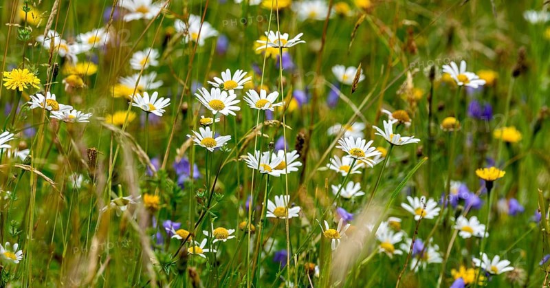 Flowering marguerites (Leucanthemum), colourful flowers, grasses and insects in a wild, natural flower meadow, Germany, Europe