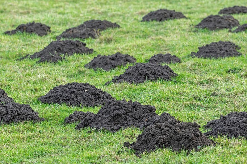 Molehills, mole mounds, mole-hills in field, pasture, displaced soil raised by European mole (Talpa europaea) when digging tunnels