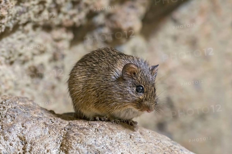 Hispid cotton rat (Sigmodon hispidus) rodent native to South America, Central America, and southern North America