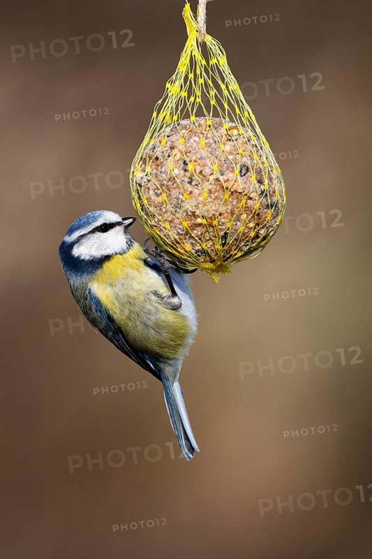 Blue tit (Parus caeruleus) hanging on a fat ball, bird feeding in winter, Schleswig-Holstein, Germany, Europe