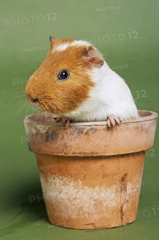 Two parti-colored cavy, guinea pig (Cavia porcellus) in flowerpot