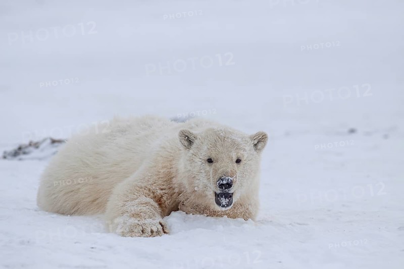 Polar bear (Ursus maritimus), young playing in the snow, Kaktovik, Arctic National Wildlife Refuge, Alaska, USA, North America
