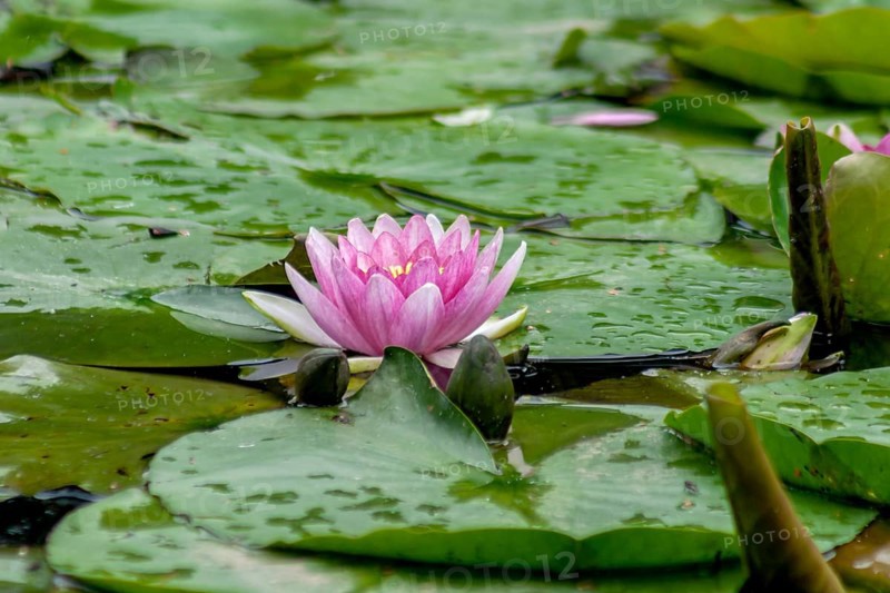 Water lily (Nymphaea), Münsterland, North Rhine-Westphalia, Germany, Europe