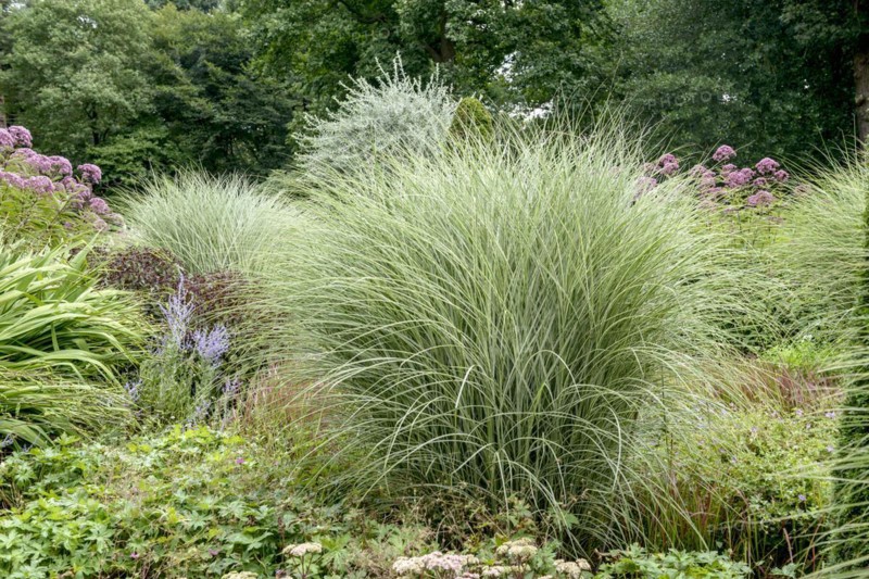 Chinese reed (Miscanthus sinensis 'Morning Light'), Jeddeloh nursery, Edewecht, Lower Saxony, Germany, Europe