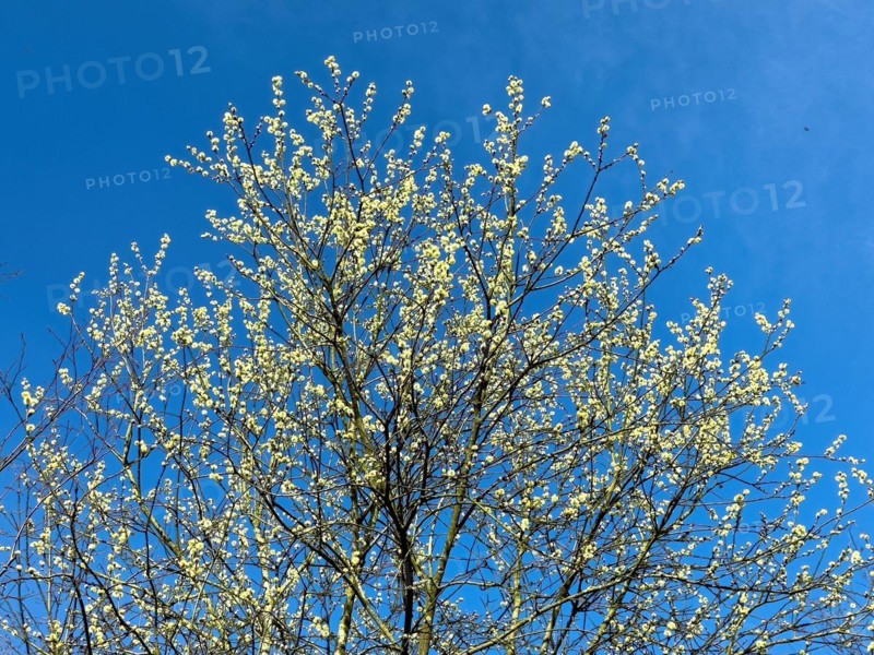 Native tree Shrub from the willow family goat willow (Salix caprea) Sal willow Palm willow sprouts flowers at the beginning of spring Willow catkins bloom, insect-friendly, Germany, Europe