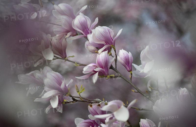 Magnolia blossom, magnolia tree, blossom, chinese magnolia (Magnolia x soulangeana) Amabilis cultivar, Baden-Württemberg, Germany, Europe
