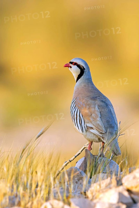 Chukar partridge, (Alectoris chuka), Israel, Middle East, Asia