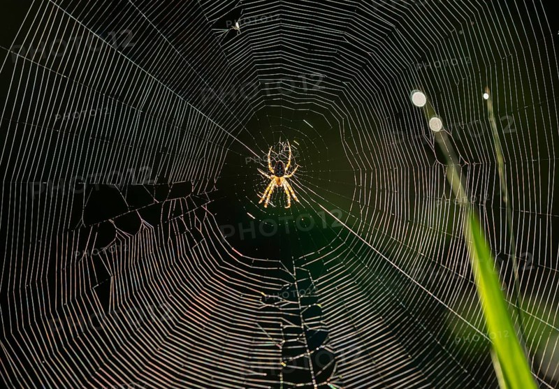Cross spider (Araneus) sitting in a spider web, Lower Saxony, Germany, Europe
