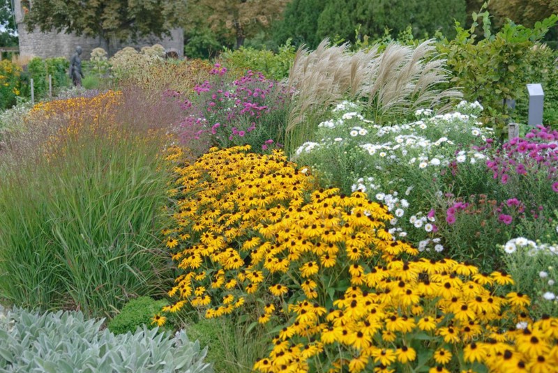Coneflower, coneflower (Rudbeckia fulgida 'Goldsturm'), Japanese blood grass (Imperata cylindrica 'Rotstrahlbusch'), Chinese reed (Miscanthus sinensis), EGA-Park, Erfurt, 81