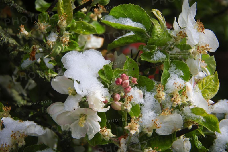 Apple blossoms on a tree in an orchard in the Eastern Ore Mountains. A cold snap led to late snowfall in the low mountain range and jeopardised numerous crops. However, snow also protects the blossoms, as it cannot get lower than zero degrees under the snow cover, Bannewitz, Saxony, Germany, Europe