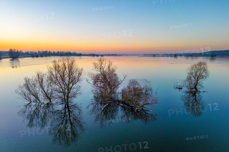 Aerial view, drone photo: Winter floods, trees and flooded meadows in the floodplains along the river Oder, Güstebieser Loose, Oderbruch, Brandenburg, Germany, Europe