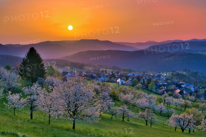 View of the village of Nuglar at sunrise, orchard with flowering cherry trees (Prunus avium), Canton of Solothurn, Switzerland, Europe