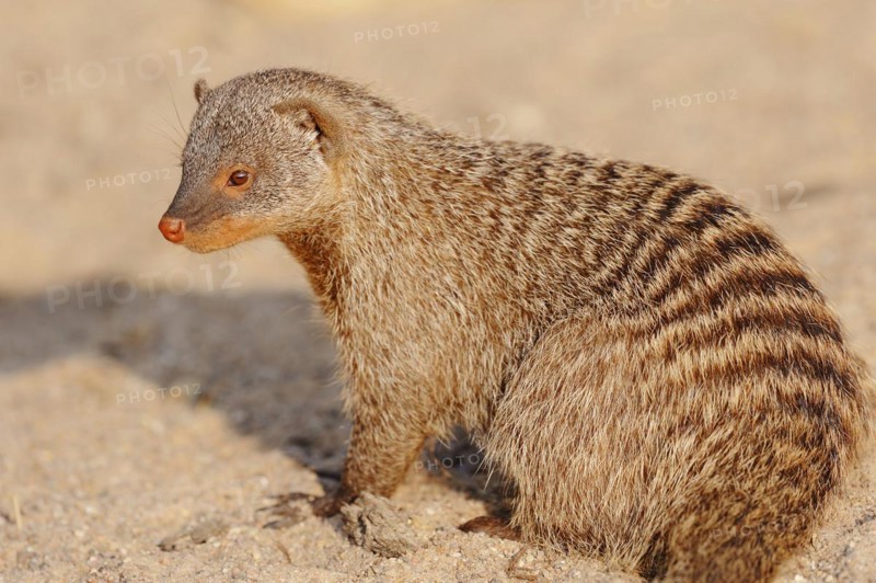Banded mongoose (Mungos mungo), captive, occurrence in Africa