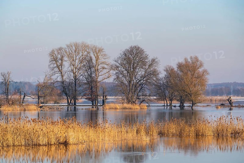 Winter floods, trees and flooded meadows in the floodplains along the river Oder, GroÃŸ Neuendorf, Oderbruch, Brandenburg, Germany, Europe