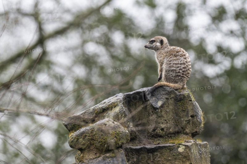 Meerkats (Suricata suricatta), Nordhorn Zoo, Lower Saxony, Germany, Europe