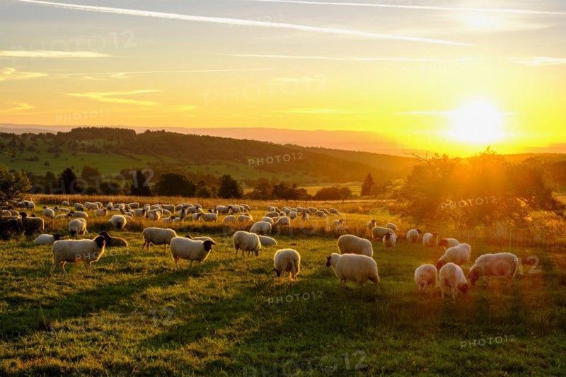 Rhön sheep, flock of sheep, sheep, sunrise, Hochrhön road, UNESCO biosphere reserve, near Hausen, Rhön, Bavarian Rhön, Rhön, Lower Franconia, Bavaria, Germany, Europe