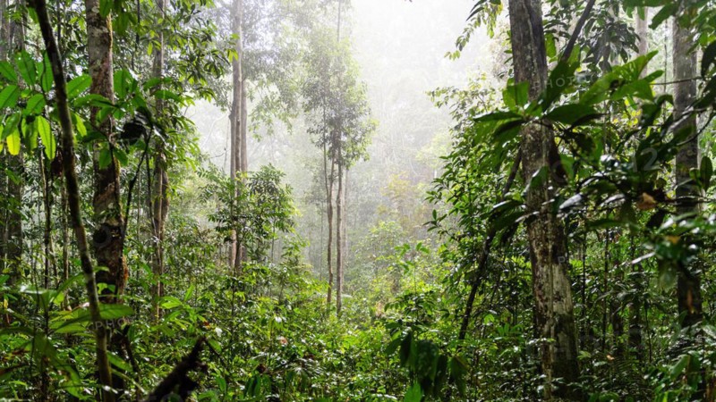 Rainforest, IIranduba, Manaus State of Amazonas, Brazil, South America