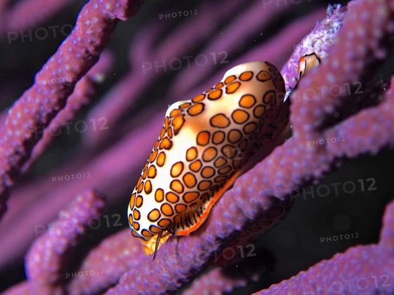 Flamingo tongue snail (Cyphoma gibbosum) on bush coral, at night. Dive site John Pennekamp Coral Reef State Park, Key Largo, Florida Keys, Florida, USA, North America