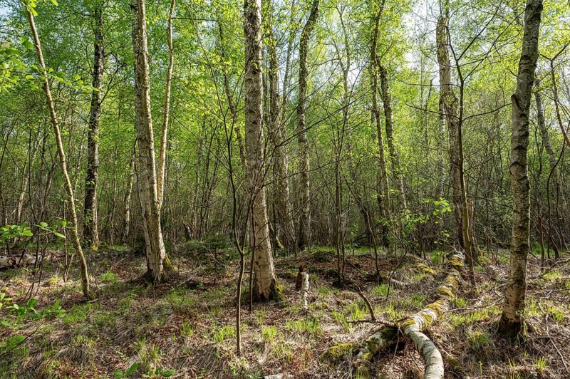 Downy birches (Betula pubescens) in spring, GroÃŸes Moor, Lower Saxony, Germany, Europe