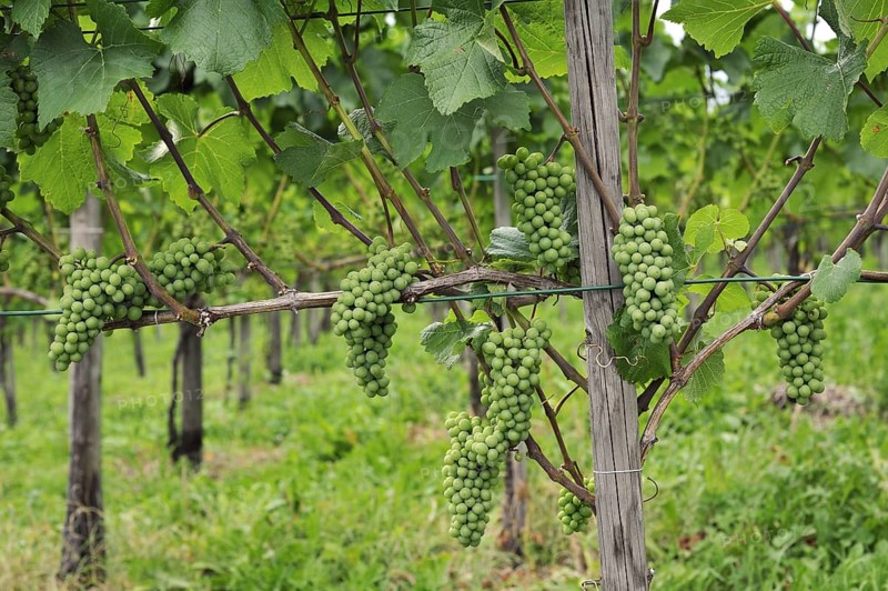 Grapes on grapevine in vineyard for the production of Blauburgunder wine at Maienfeld, Switzerland, Europe