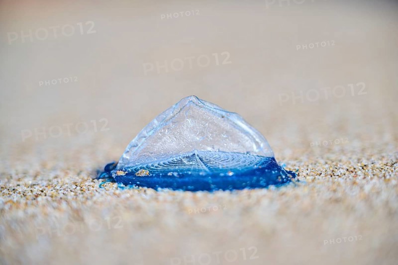Sea (Velella velella) raft jellyfish lying on the sand on a beach, near Tarragona, Catalonia, Spain, Europe