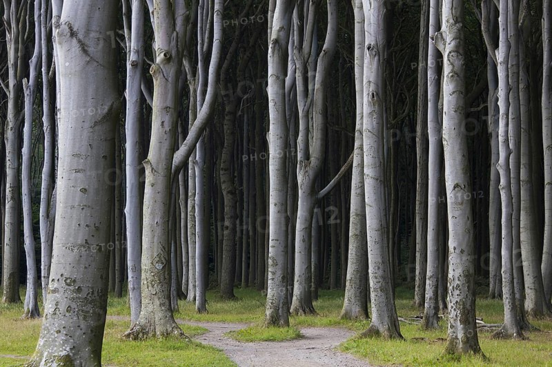 Beech trees, shaped by strong sea winds, at Ghost Wood, Gespensterwald along the Baltic Sea beach at Nienhagen, Mecklenburg-Vorpommern, Germany, Europe
